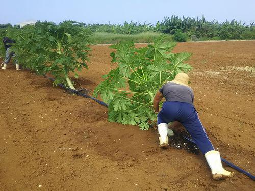 10月22日(土) 伊江島 伊江島の燃える男とガッツリ本気農業体験