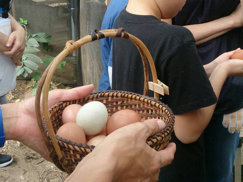 ＊済　石垣島川平　親子で体験！生みたてたまごと野菜収穫体験