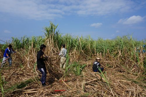 サトウキビ植え付け体験