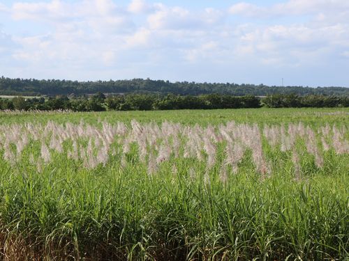 久米島 意外と知らないサトウキビ刈り体験（ランチ付）