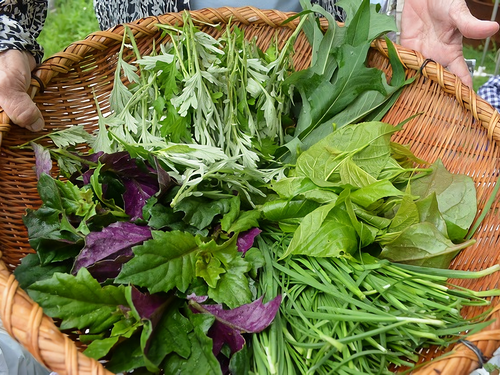 ＊済　池間島 アイキーミィーディ（島内散策）＆野のごちそう作り体験