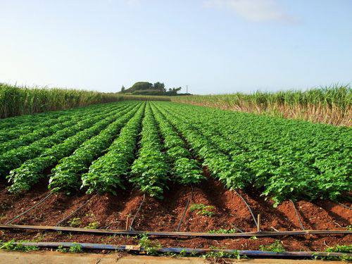 2月4日(土) 北大東島 北大東島産食材料理パーティー