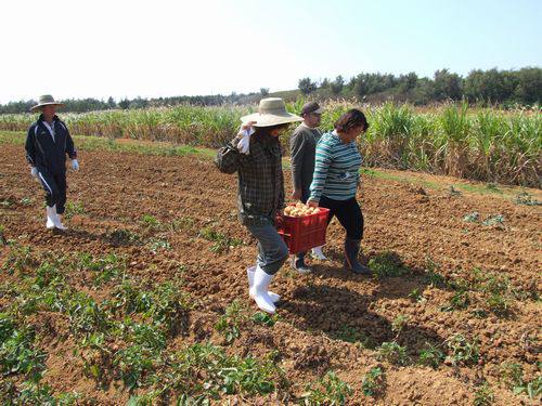 2月4日(土) 北大東島 北大東島産食材料理パーティー
