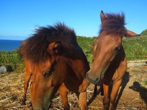 11月14日(月) 久米島 馬の歴史と生態から学ぶリーダーシップ研修