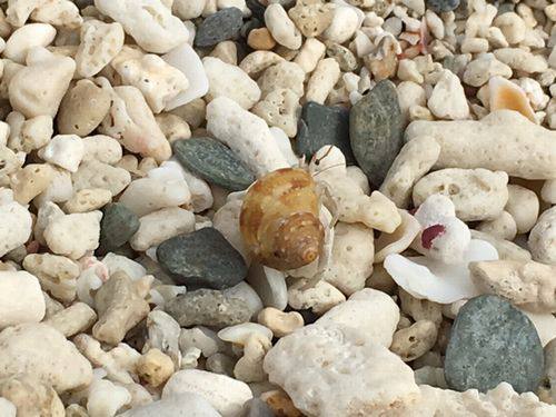 12月8日(木) 阿嘉島 自然は勝手にキレイにならない！阿嘉島の保全に繋がるビーチクリーン・フィールドクリーンツアー