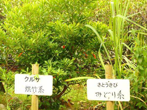 11月14日(月) 久米島 久米島紬の里 ユイマール館で久米島紬の織り＆染め体験ツアー