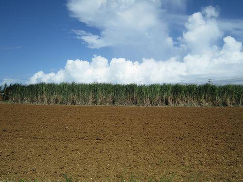 12月23日(金) 伊江島 ガッツリサトウキビ収穫体験
