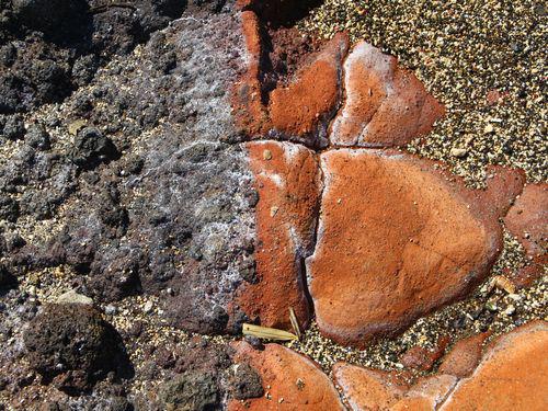 11月29日(火) 粟国島 粟国島の海岸で「太古の火山活動」の痕跡を廻る