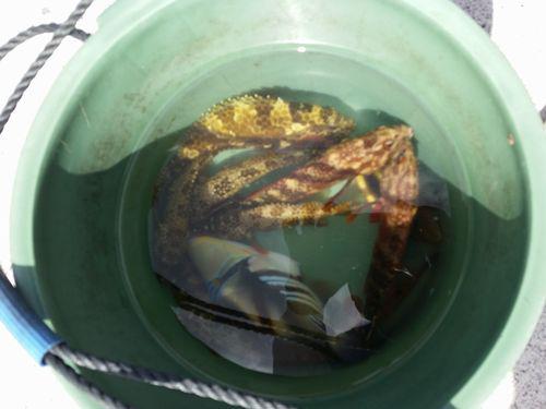 11月21日(月) 伊是名島 昔ながらの竹竿釣り体験