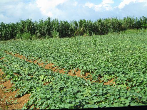 11月19日(土) 伊江島 伊江島の燃える男とガッツリ本気農業体験