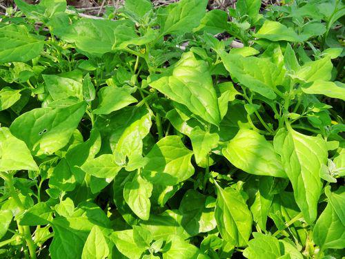 12月14日(水) 伊平屋島 沖縄の野草を再発見！野草収穫と料理体験