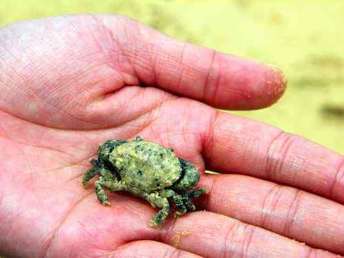 ＊”水納島”島の真ん中イノー散策