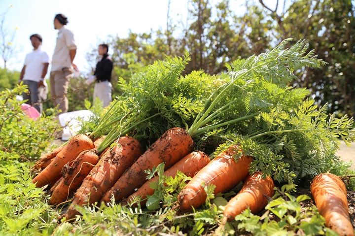 津堅島特産あまーいニンジンの収穫＆調理体験
