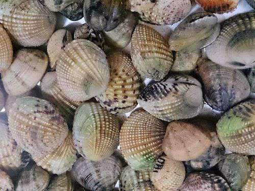 ＊潮干狩りと料理体験