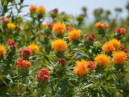 3月3日(金) 多良間島 一度途絶えた伝統が復活！たらま花染色体験