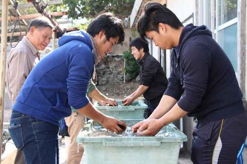 世界初の黒蝶真珠養殖に成功した工場で、黒真珠の核入れ見学・貝洗い体験 part1